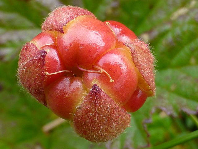 Orange-rote Moltebeere.